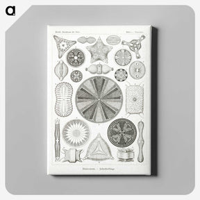 2-89_Ernst-Haeckel_canvas