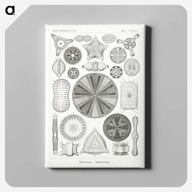 2-89_Ernst-Haeckel_canvas