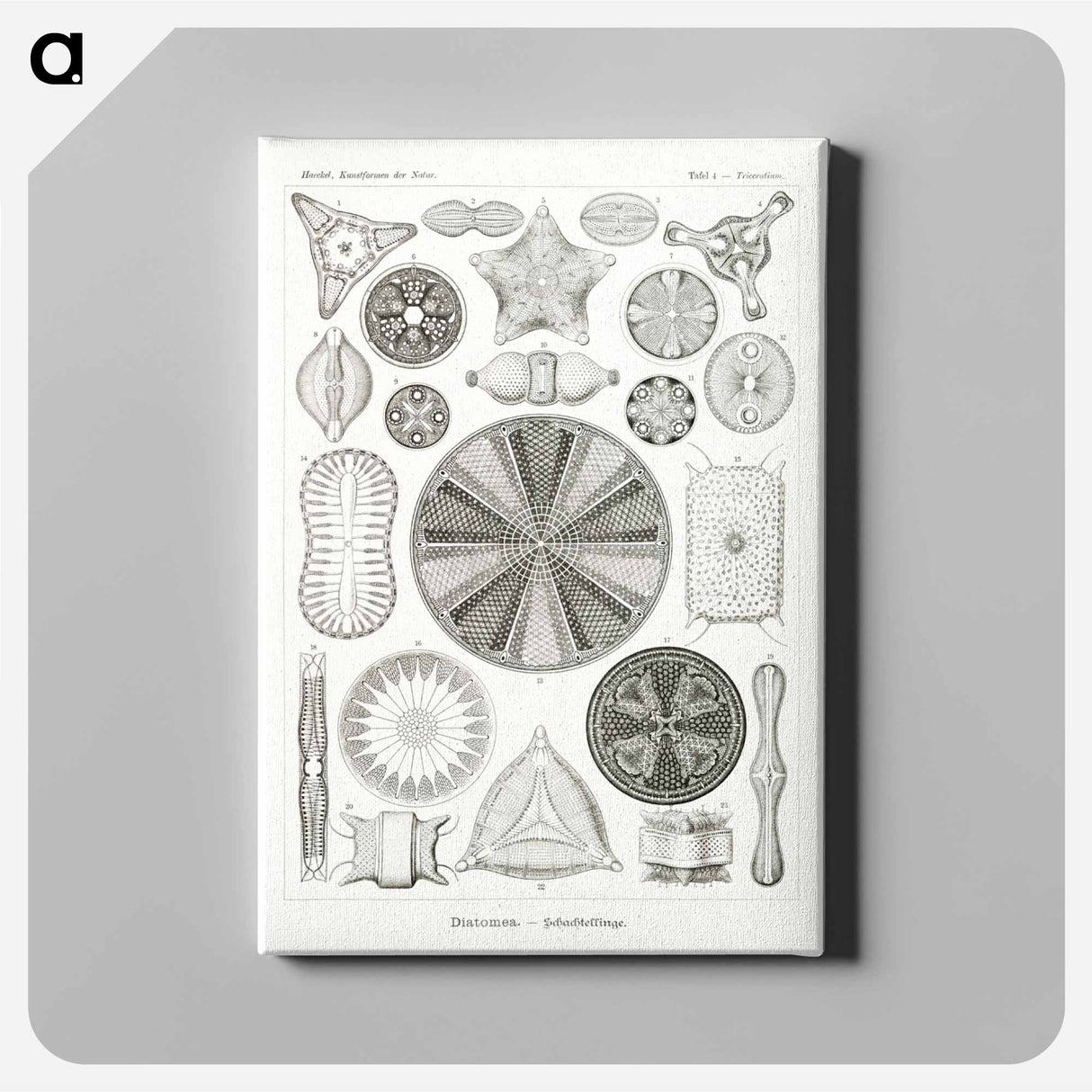 Diatomea–Schachtellinge from Kunstformen der Natur - エルンスト ヘッケル Canvas.