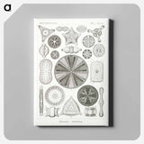 Diatomea–Schachtellinge from Kunstformen der Natur - エルンスト ヘッケル Canvas.
