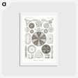 アートポストカード-Diatomea–Schachtellinge from Kunstformen der Natur - エルンスト ヘッケル Postcard.