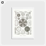 アートポストカード-Diatomea–Schachtellinge from Kunstformen der Natur - エルンスト ヘッケル Postcard.