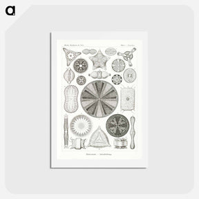アートポストカード-Diatomea–Schachtellinge from Kunstformen der Natur - エルンスト ヘッケル Postcard.