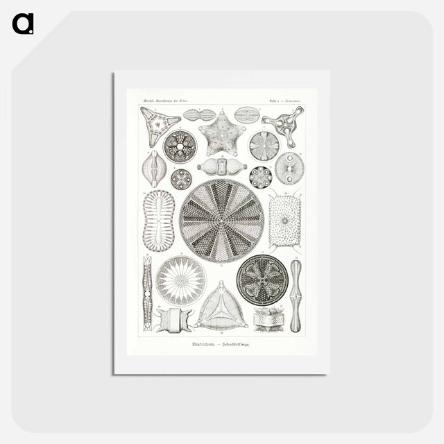 アートポストカード-Diatomea–Schachtellinge from Kunstformen der Natur - エルンスト ヘッケル Postcard.
