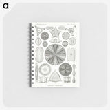 2-89_Ernst-Haeckel_memo