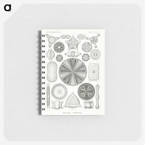 2-89_Ernst-Haeckel_memo