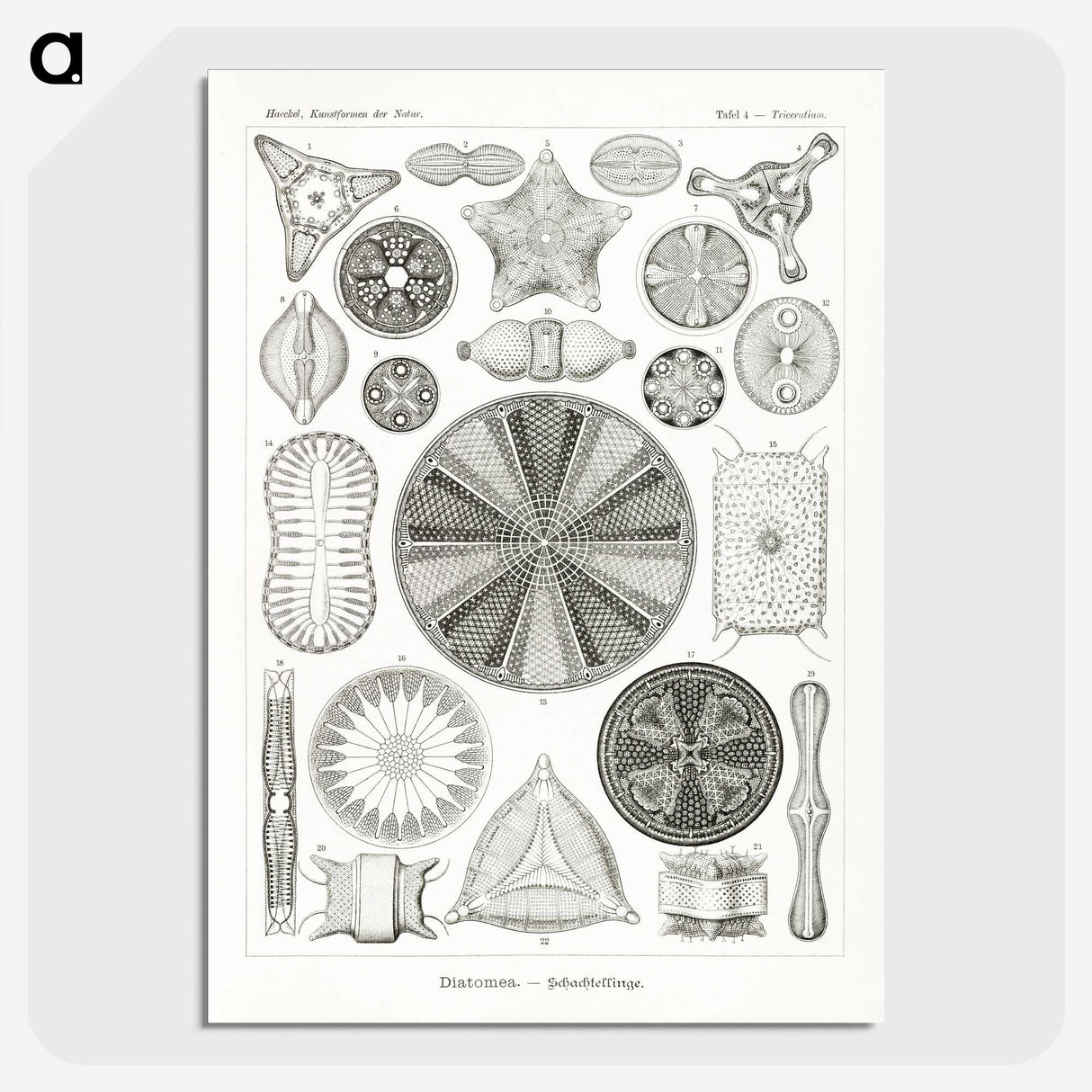 2-89_Ernst-Haeckel_picture-crop