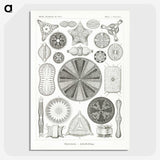 2-89_Ernst-Haeckel_picture-crop