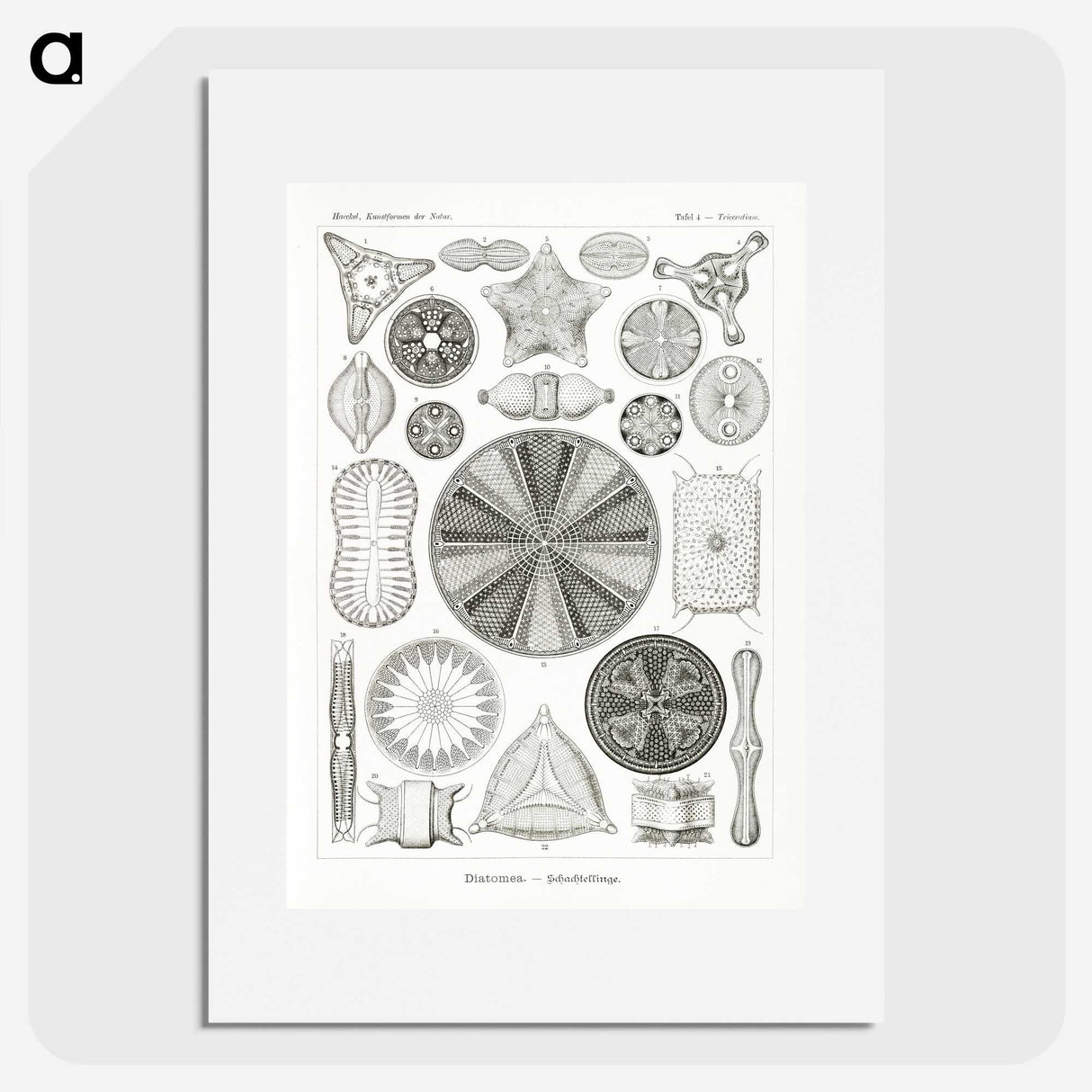 2-89_Ernst-Haeckel_picture