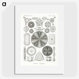 2-89_Ernst-Haeckel_picture
