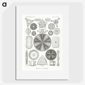 2-89_Ernst-Haeckel_picture