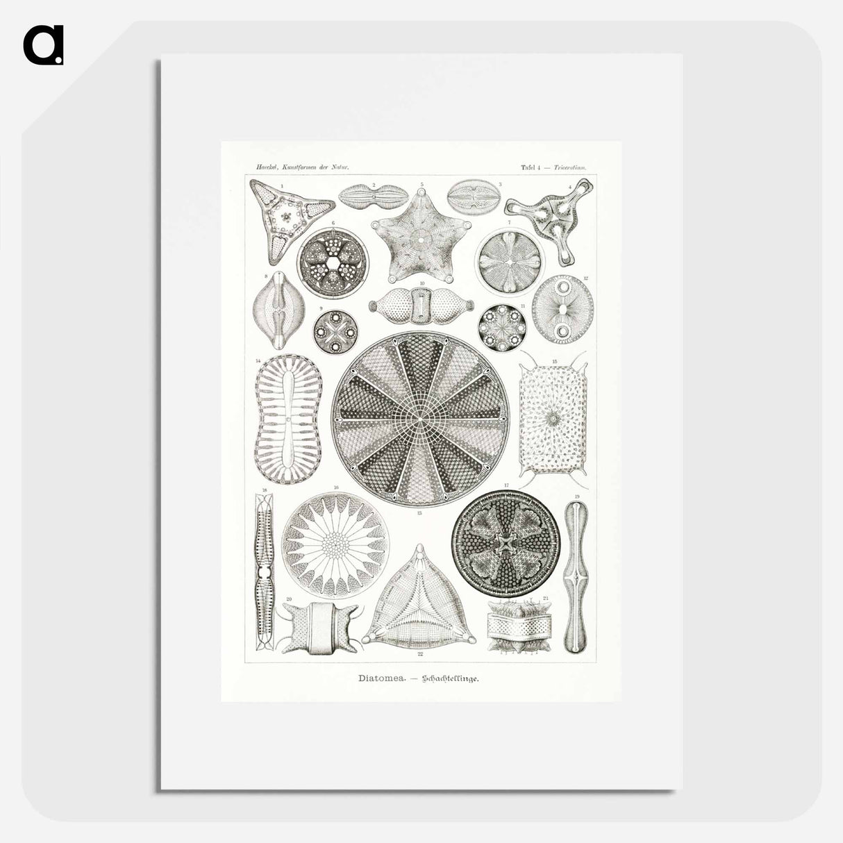 Diatomea–Schachtellinge from Kunstformen der Natur - エルンスト ヘッケル Poster.