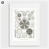 Diatomea–Schachtellinge from Kunstformen der Natur - エルンスト ヘッケル Poster.