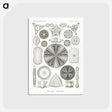 2-89_Ernst-Haeckel_postcard