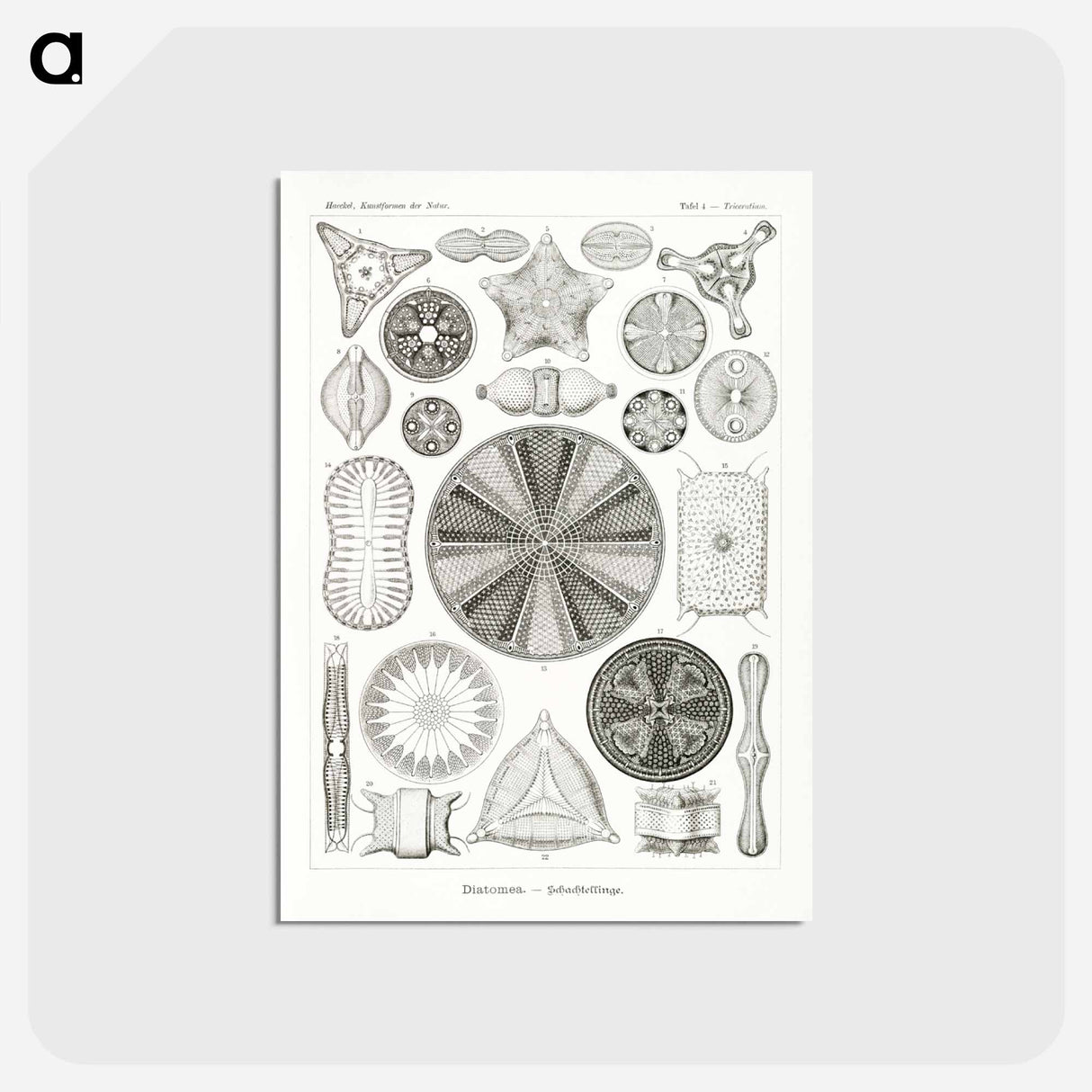 アートポストカード-Diatomea–Schachtellinge from Kunstformen der Natur - エルンスト ヘッケル Postcard.