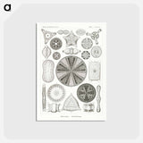 アートポストカード-Diatomea–Schachtellinge from Kunstformen der Natur - エルンスト ヘッケル Postcard.
