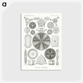 2-89_Ernst-Haeckel_postcard