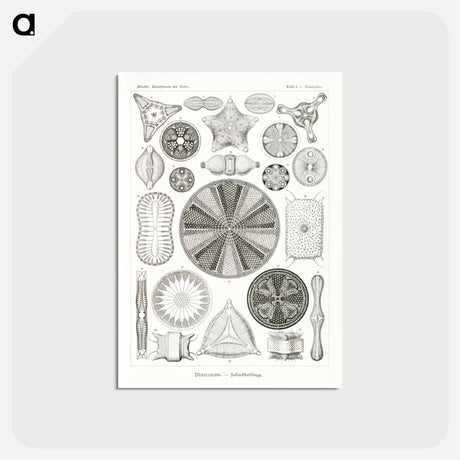 アートポストカード-Diatomea–Schachtellinge from Kunstformen der Natur - エルンスト ヘッケル Postcard.