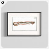 2-89_Ichtyologie-ou-Histoire-naturelle_blk