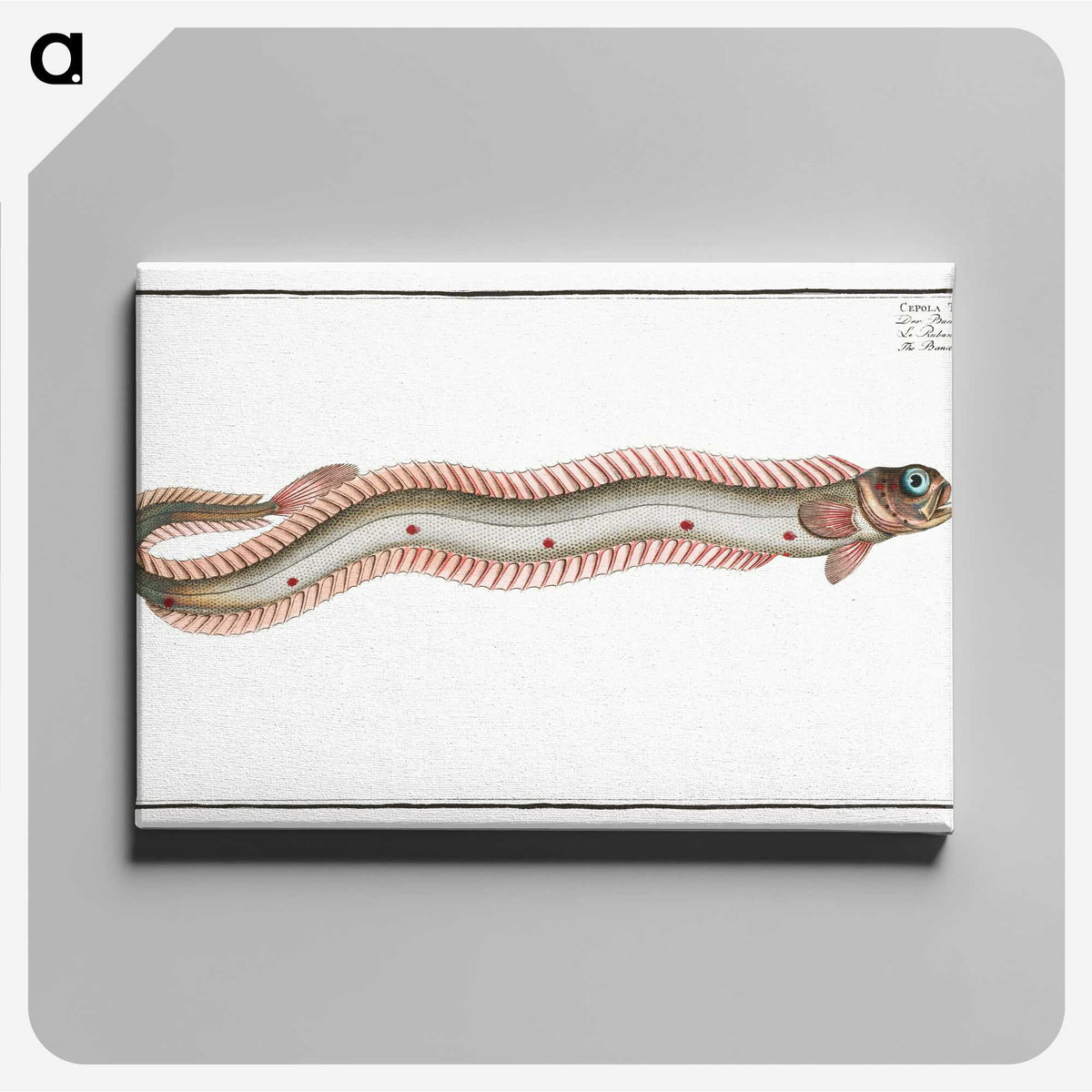 2-89_Ichtyologie-ou-Histoire-naturelle_canvas
