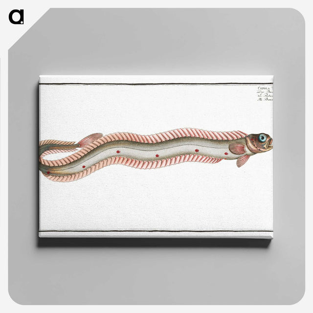 2-89_Ichtyologie-ou-Histoire-naturelle_canvas