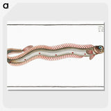 2-89_Ichtyologie-ou-Histoire-naturelle_picture-crop