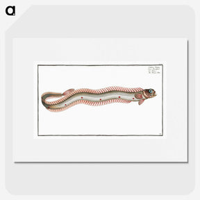 2-89_Ichtyologie-ou-Histoire-naturelle_picture