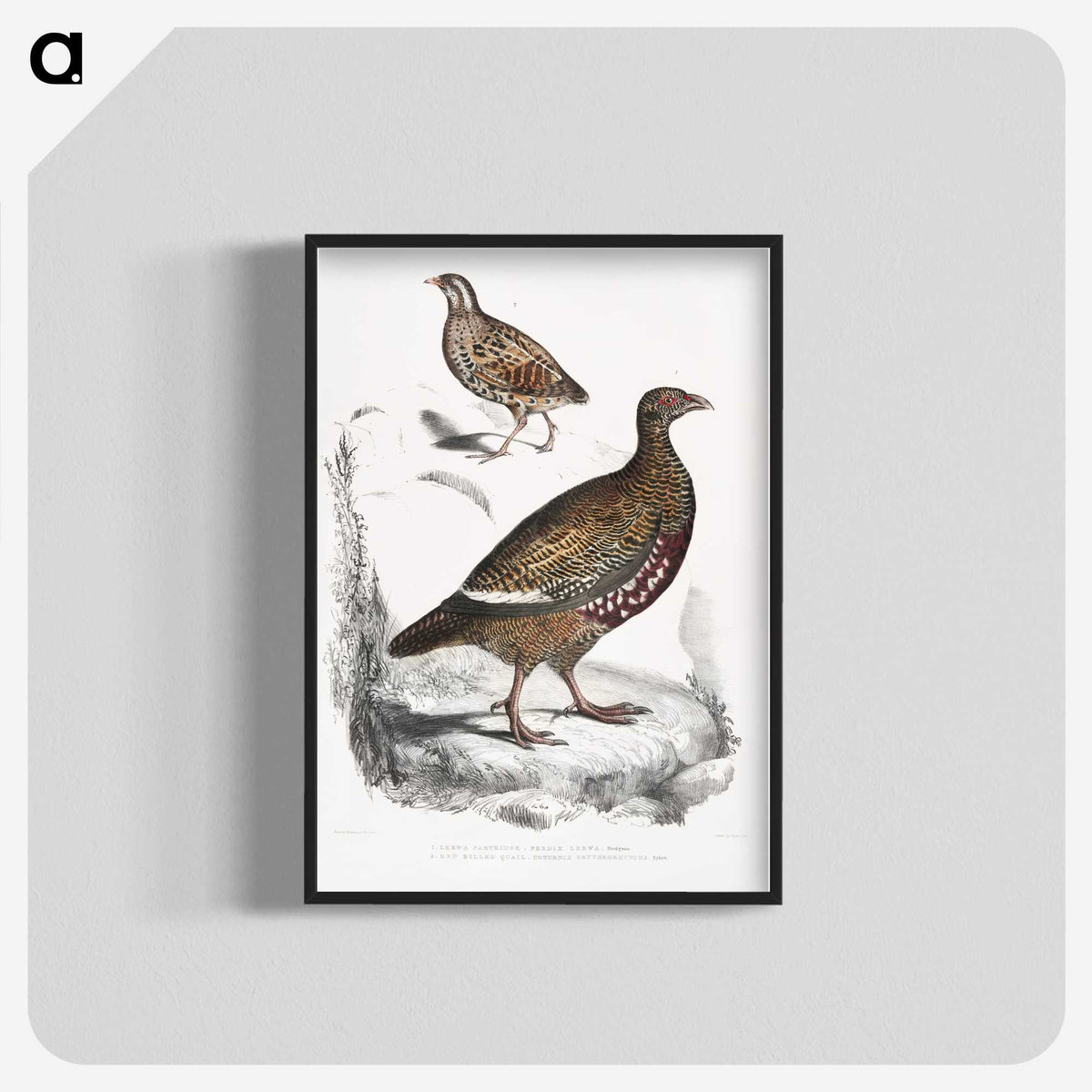2-89_Indian-Zoology_blk-crop
