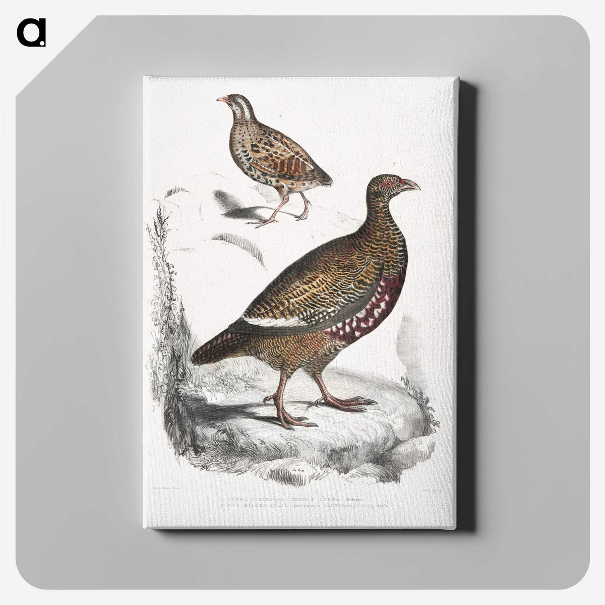 2-89_Indian-Zoology_canvas