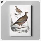 2-89_Indian-Zoology_canvas