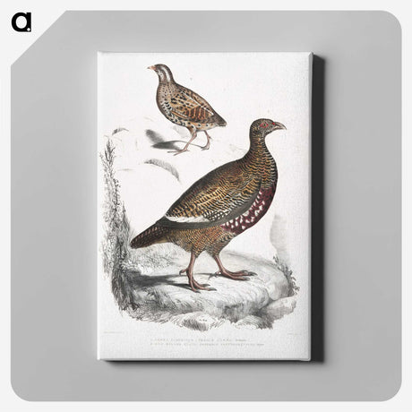 2-89_Indian-Zoology_canvas
