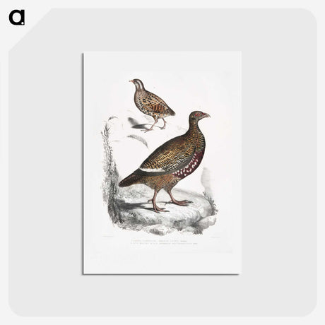 2-89_Indian-Zoology_hagaki