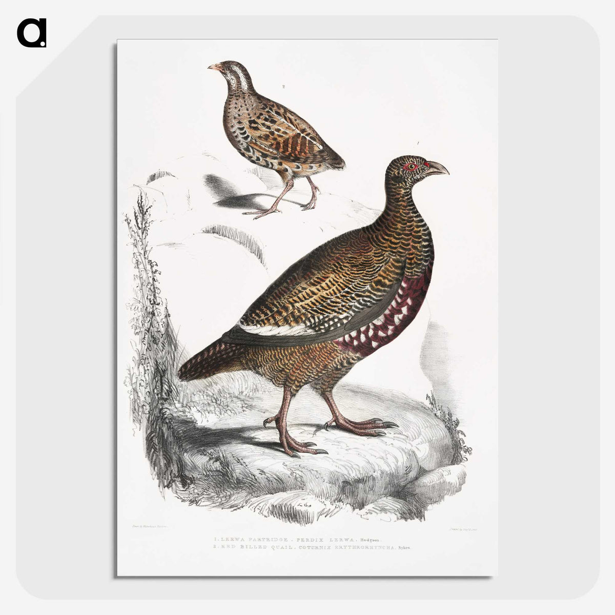 2-89_Indian-Zoology_picture-crop