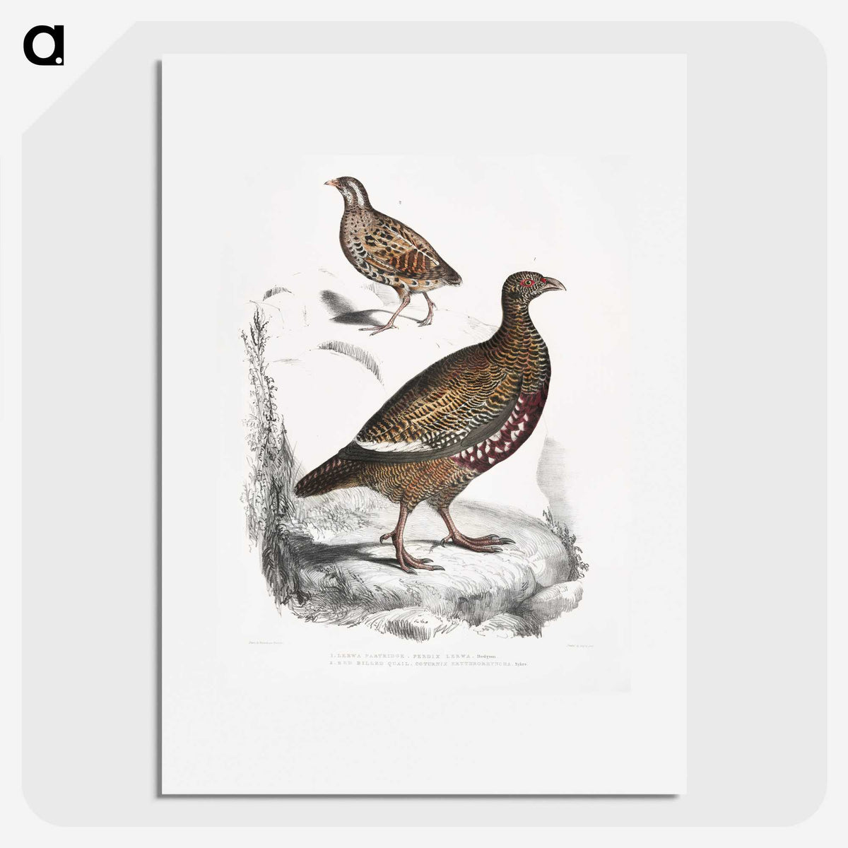 2-89_Indian-Zoology_picture