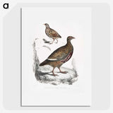 2-89_Indian-Zoology_picture