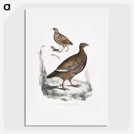 2-89_Indian-Zoology_picture