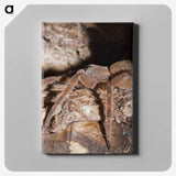 2-89_Insects-Unlocked-Project_canvas