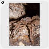 2-89_Insects-Unlocked-Project_picture-crop