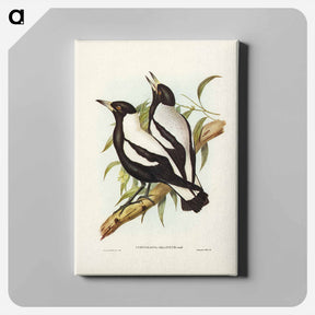 アートパネル-Tasmanian Crow-Shrike
 - ジョン グールド Canvas.