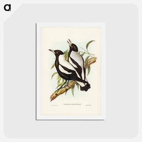 アートポストカード-Tasmanian Crow-Shrike
 - ジョン グールド Postcard.