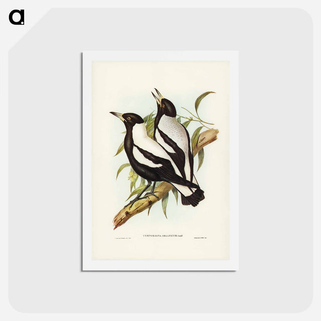 アートポストカード-Tasmanian Crow-Shrike
 - ジョン グールド Postcard.