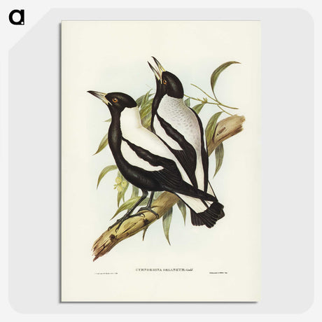2-89_John-Gould_picture-crop
