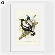 2-89_John-Gould_picture