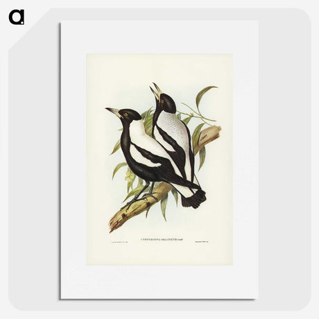 2-89_John-Gould_picture