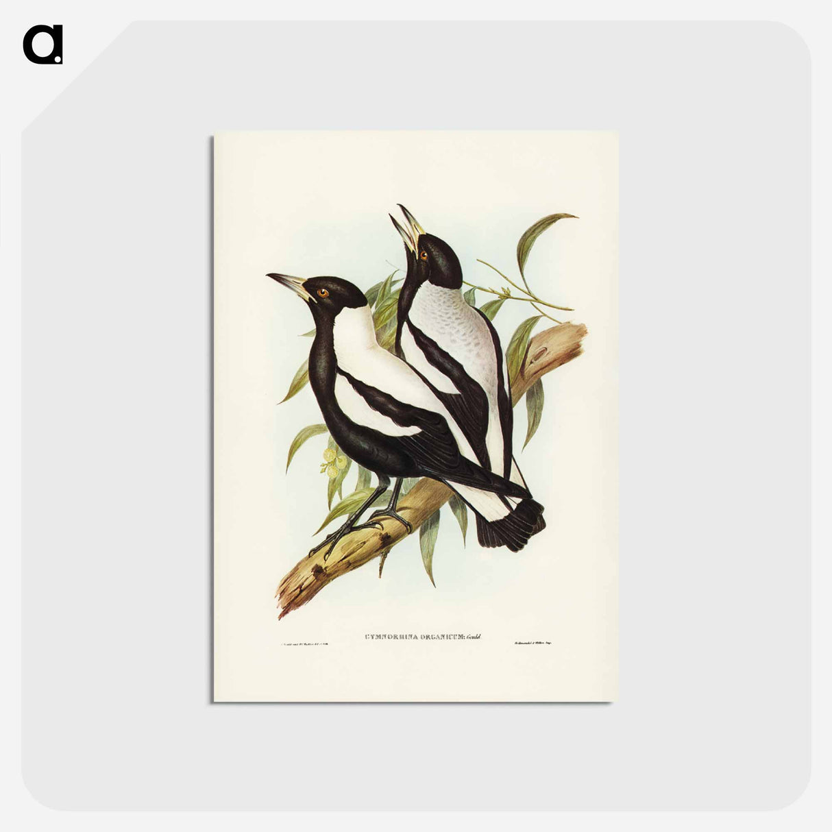 アートポストカード-Tasmanian Crow-Shrike
 - ジョン グールド Postcard.