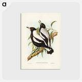 アートポストカード-Tasmanian Crow-Shrike
 - ジョン グールド Postcard.