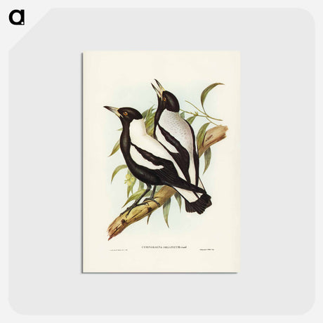 アートポストカード-Tasmanian Crow-Shrike
 - ジョン グールド Postcard.