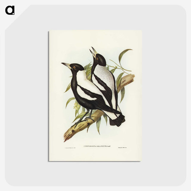 2-89_John-Gould_postcard