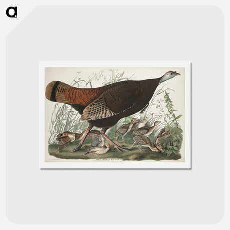 アートポストカード-Great American Hen and Young from Birds of America
 - ジョン ジェームス オーデュボン Postcard.