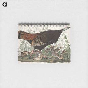 アートメモ帳-Great American Hen and Young from Birds of America
 - ジョン ジェームス オーデュボン Memo.